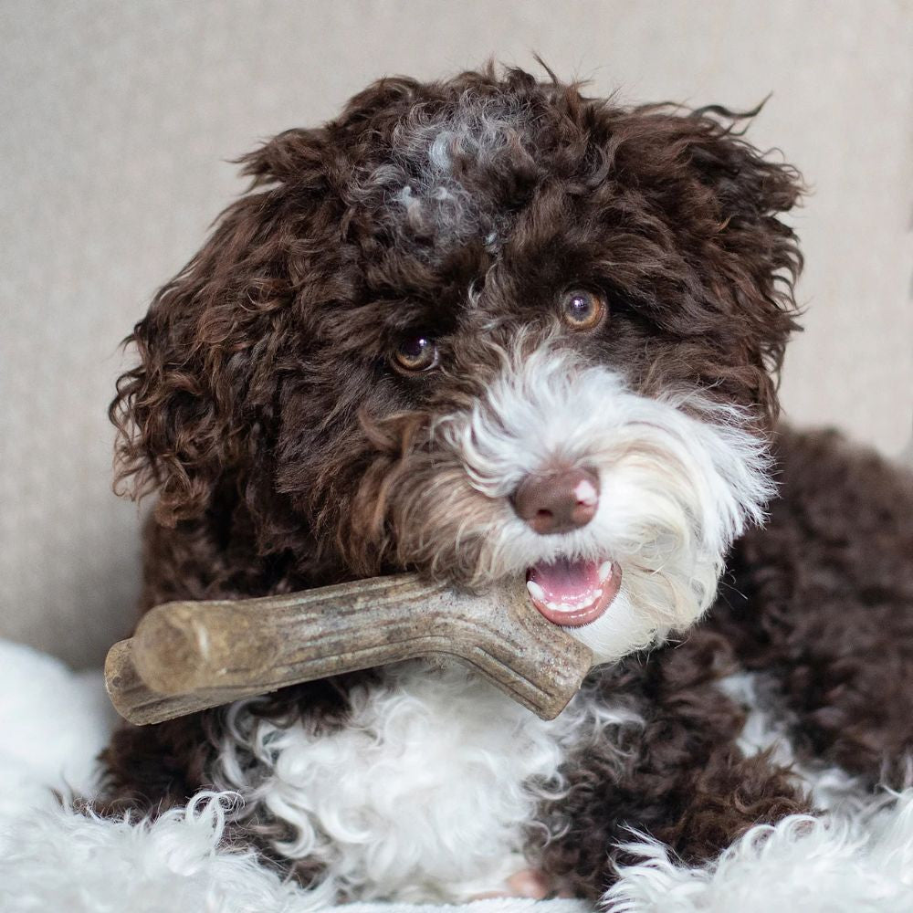 Benebone 子犬用メープルスティック 天然素材 犬用カミカミフレーバートイ スモールサイズ