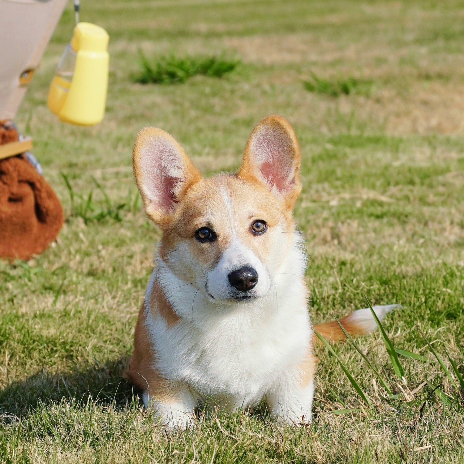 Medium Dogs｜中型犬