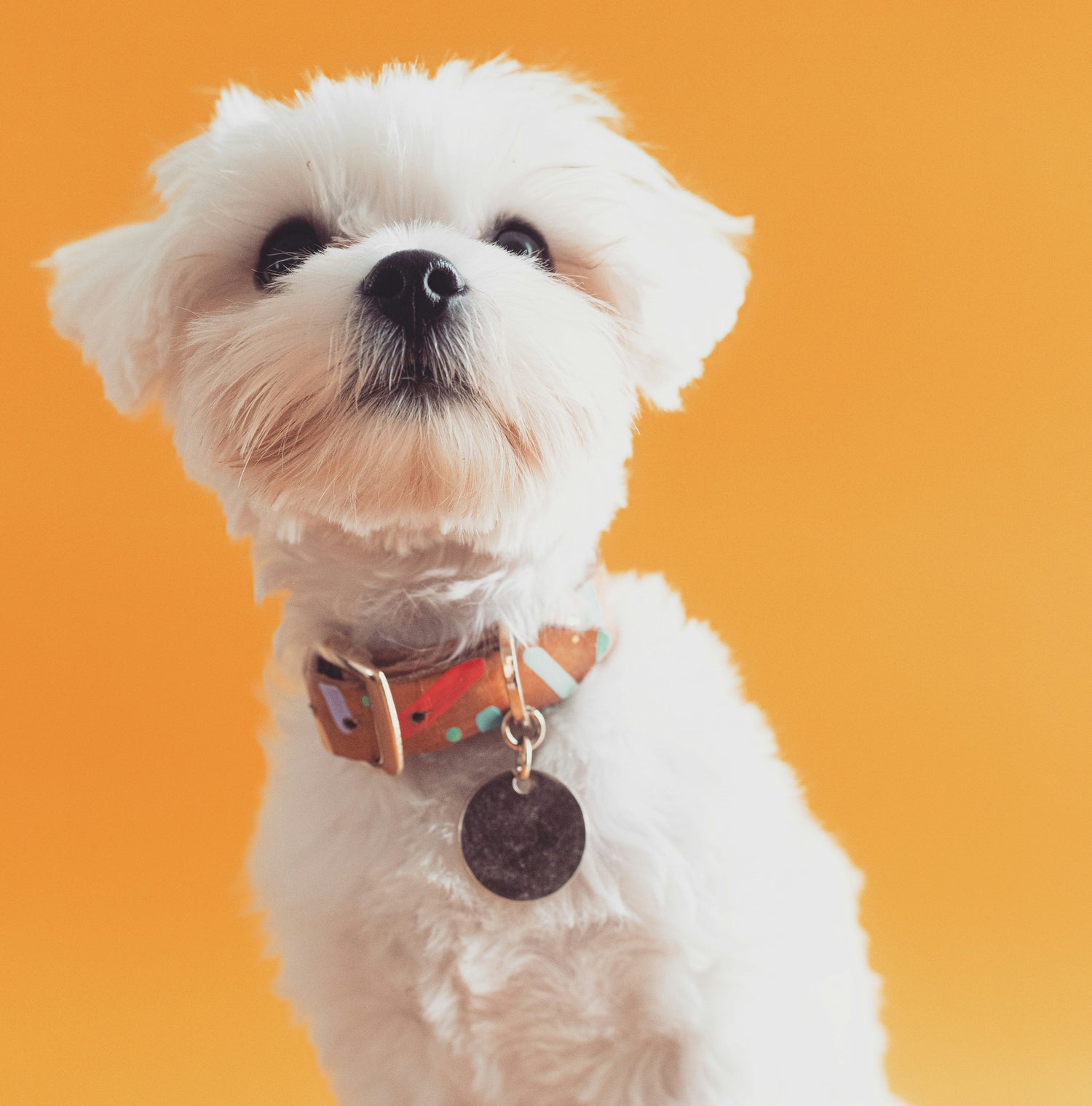 Small Dogs｜小型犬